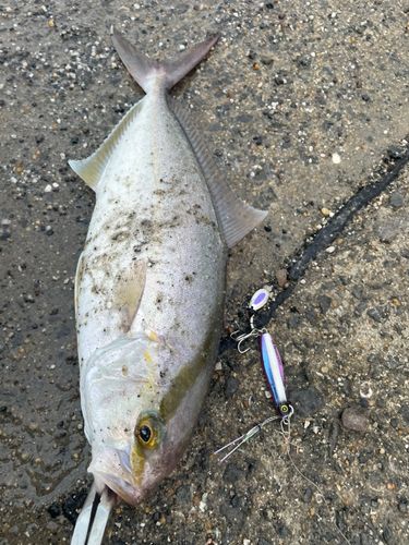 ネリゴの釣果