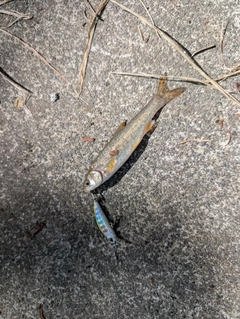 ウグイの釣果