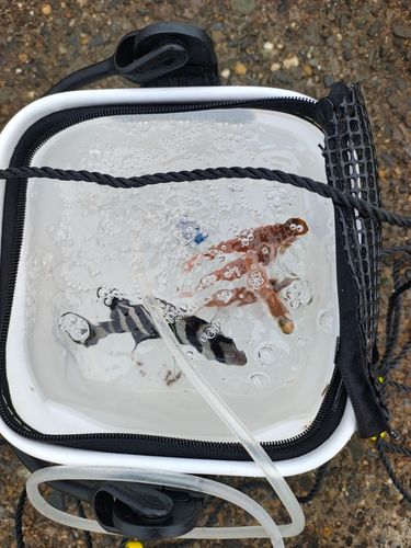 イシダイの釣果