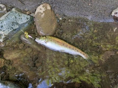 ニジマスの釣果