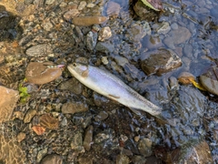 ニジマスの釣果