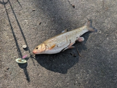 ウグイの釣果