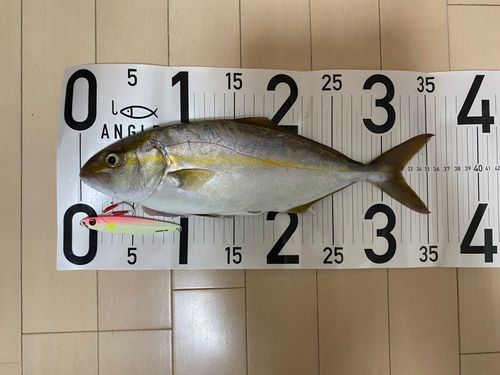 シオの釣果