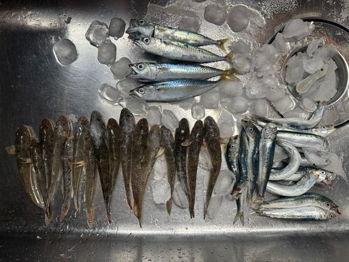 ハゼの釣果
