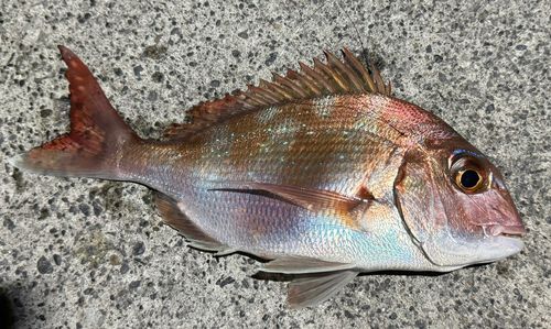 タイの釣果