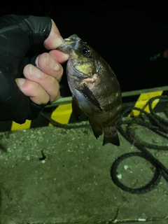 ヤマトカマスの釣果