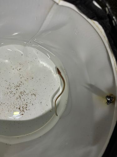 アナゴの釣果