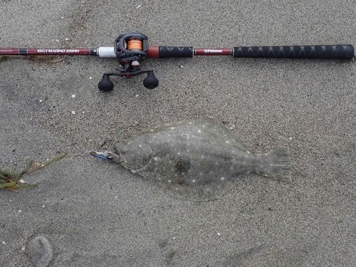 ヒラメの釣果