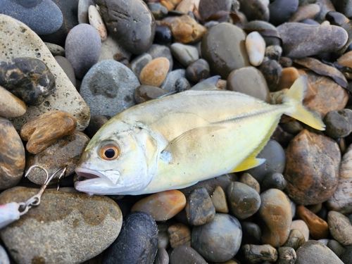 メッキの釣果