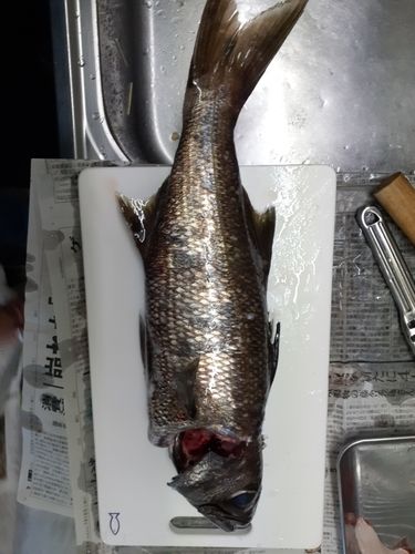 クロムツの釣果