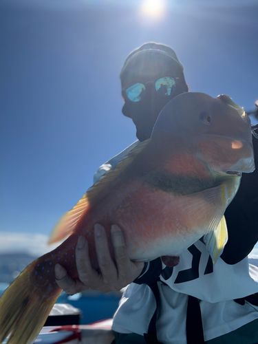 イラの釣果