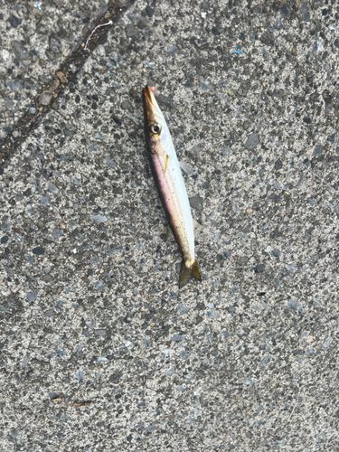 カマスの釣果