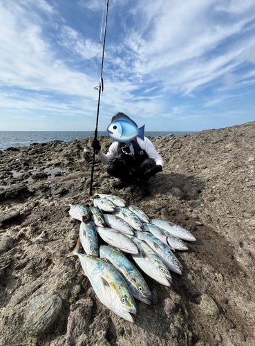 イナダの釣果