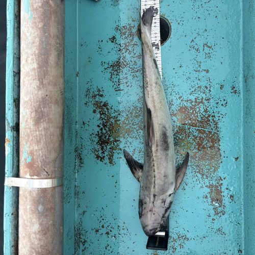 スギの釣果