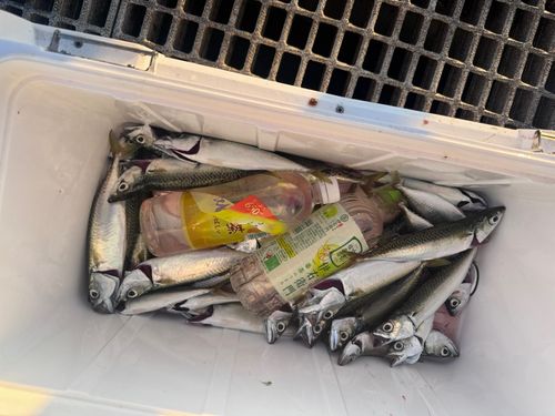 サバの釣果
