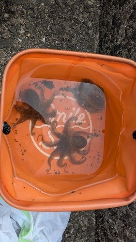 イイダコの釣果