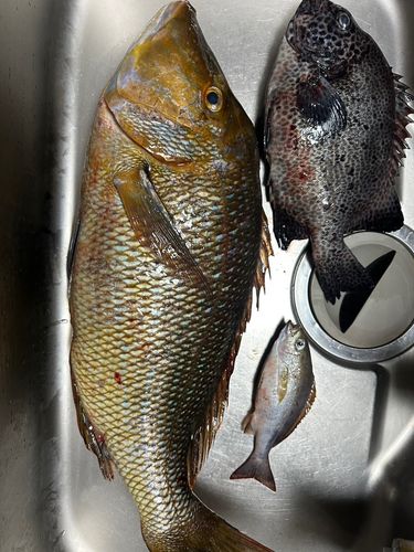イシガキダイの釣果