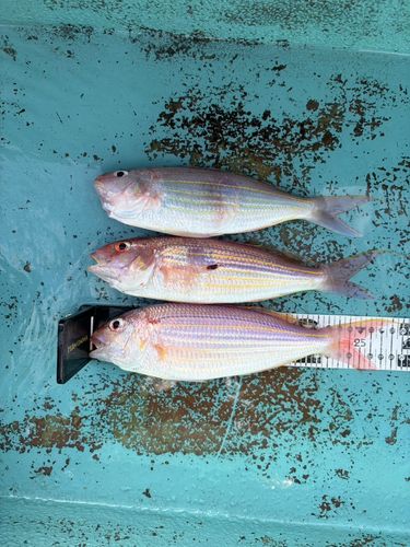 イトヨリダイの釣果