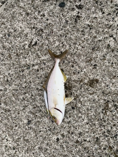 ショゴの釣果