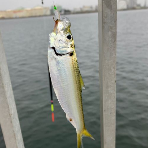 サッパの釣果