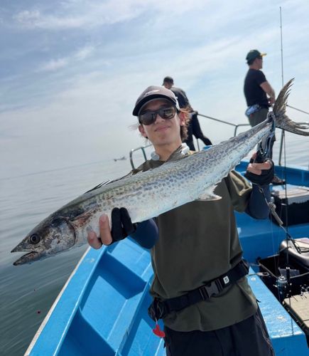 サワラの釣果