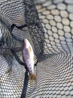 ヤマメの釣果