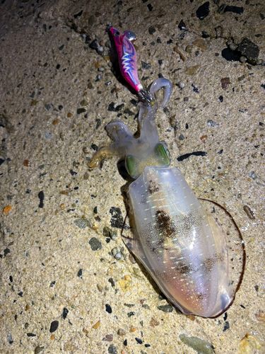 アオリイカの釣果