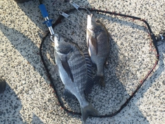 クロダイの釣果