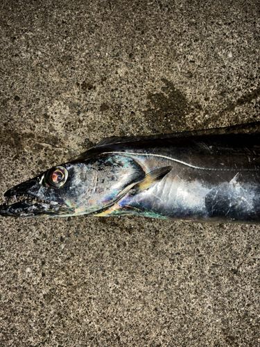 タチウオの釣果