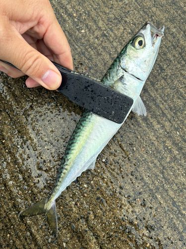 サバの釣果