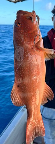 スジアラの釣果