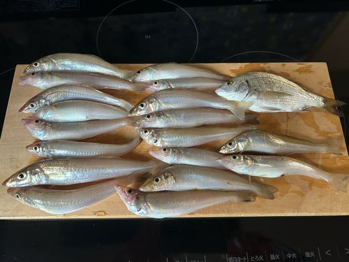 キスの釣果
