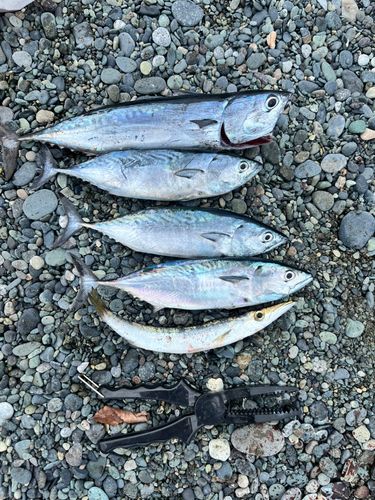 カツオの釣果