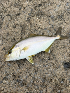 ショゴの釣果