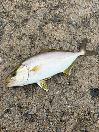 ショゴの釣果