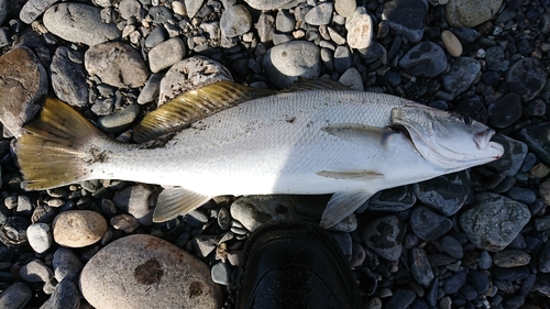 ニベの釣果