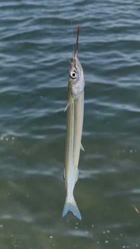 サヨリの釣果
