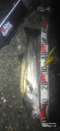 シーバスの釣果