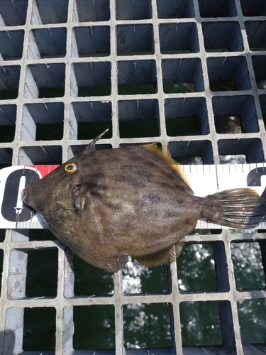 カワハギの釣果