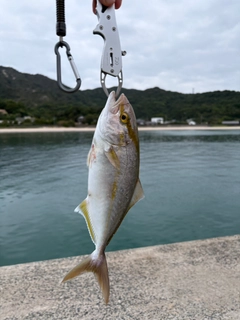 ネリゴの釣果