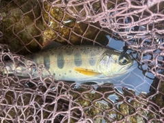 アマゴの釣果