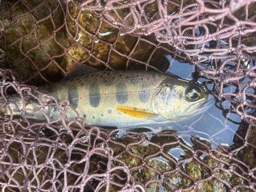 アマゴの釣果