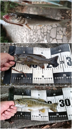 スモールマウスバスの釣果