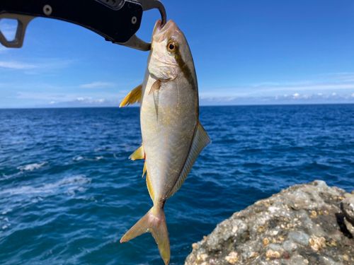 ショゴの釣果