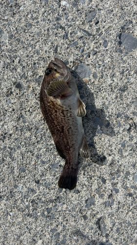 ガヤの釣果