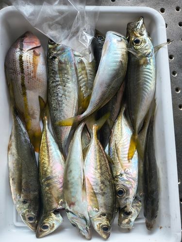 マアジの釣果
