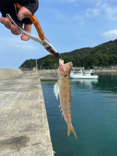 エソの釣果