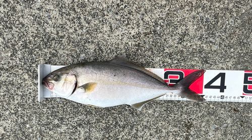 ショゴの釣果