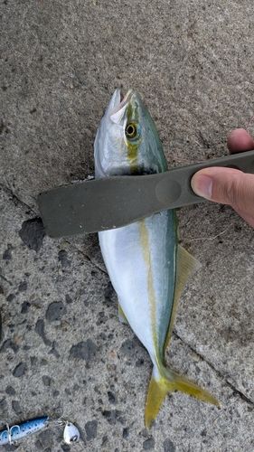 ワカシの釣果