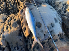 ツムブリの釣果